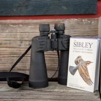Birds of Whidbey, Windermere, real estate, Whidbey Island, Island life, birdwatching